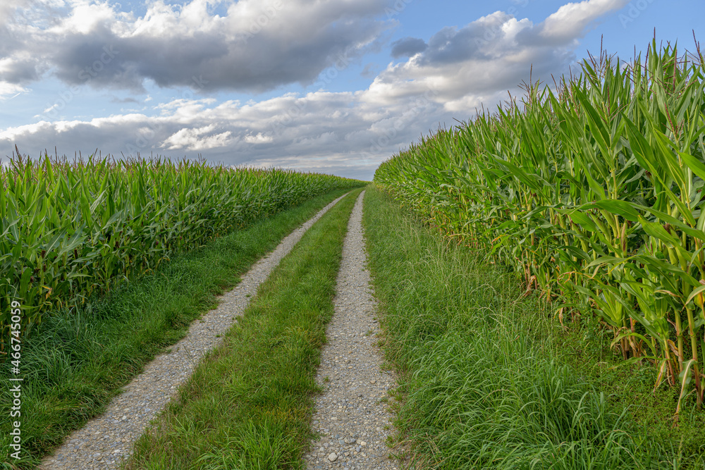 Field path through the corn fields near Lake Constance Field path through the corn fields near Lake Constance
