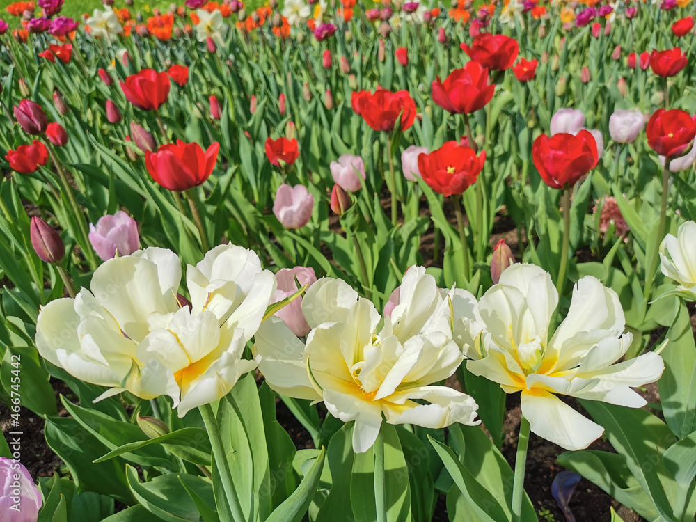White double tulips with a yellow center on a flower bed with other tulips. The festival of tulips on Elagin Island in St. Petersburg. White double tulips with a yellow center on a flower bed with other tulips. The festival of tulips on Elagin Island in St. Petersburg.