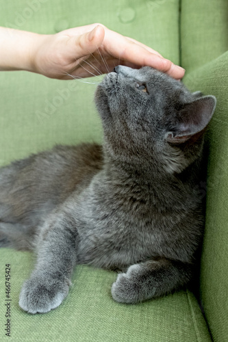 Close up portrait of gray cat with with a female hand on a green background. The hostess gently strokes the cat. Concept veterinary clinic or animal feed