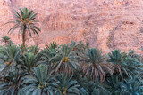 Dattelpalmen im Atlas Gebirge, Marokko