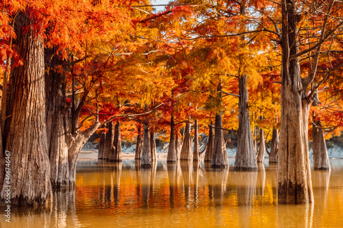 Fototapeta Naklejka Na Ścianę i Meble -  Trees in water with orange needles. Autumnal swamp cypresses on lake and reflection.
