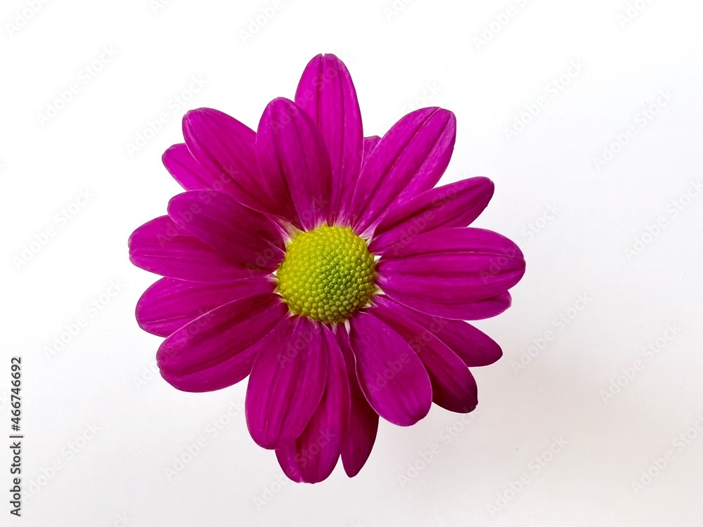 purple chrysanthemums isolated white background purple chrysanthemums isolated white background