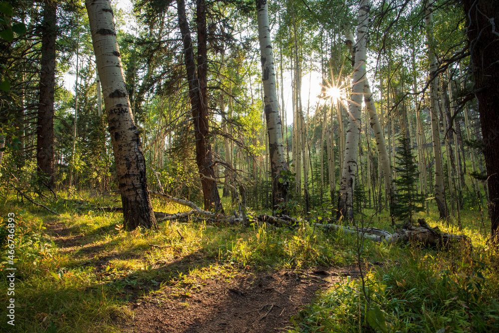 Fototapeta premium Sunburst over path in forest