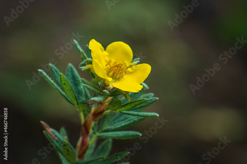 Yellow Mountain Flower