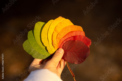 Multicolored leaves in hand on a forest background.