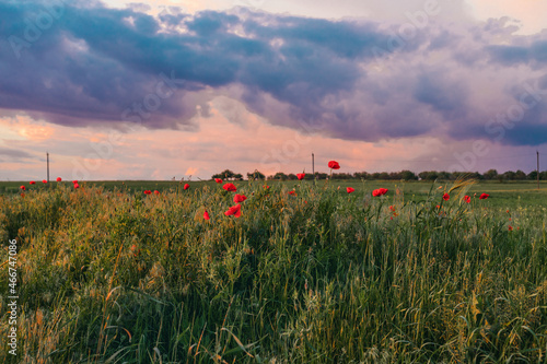 Panoramic view of poopy field on a hill with color blue sky. Glade of red poppies in evening nature. photo