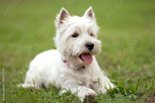 West Highland White Terrier. dog on the grass.