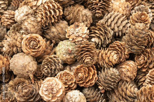 brown larch cones with visible details. background or texture © Krzysztof Bubel