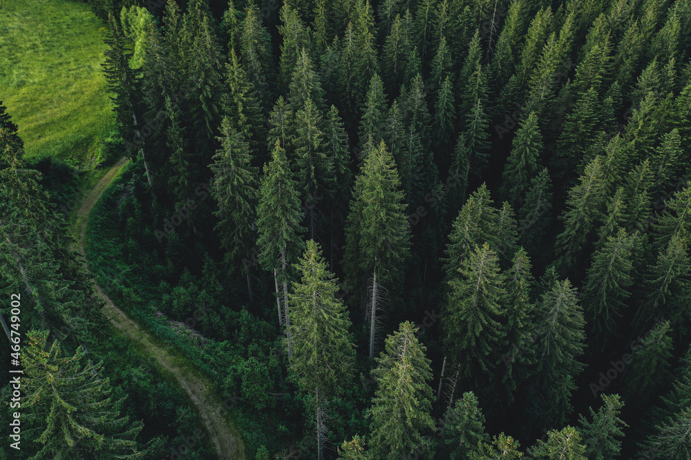 green forest background green forest background