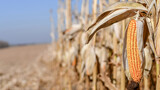 Yellow corn cob in rows of dried brown corn in agricultural field during harvest time. Selective focus. Copy space