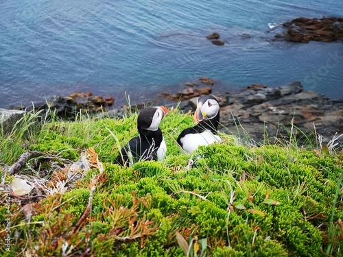 Newfoundland Puffins