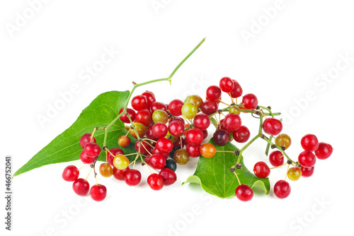 Smilax isolated on a white background.