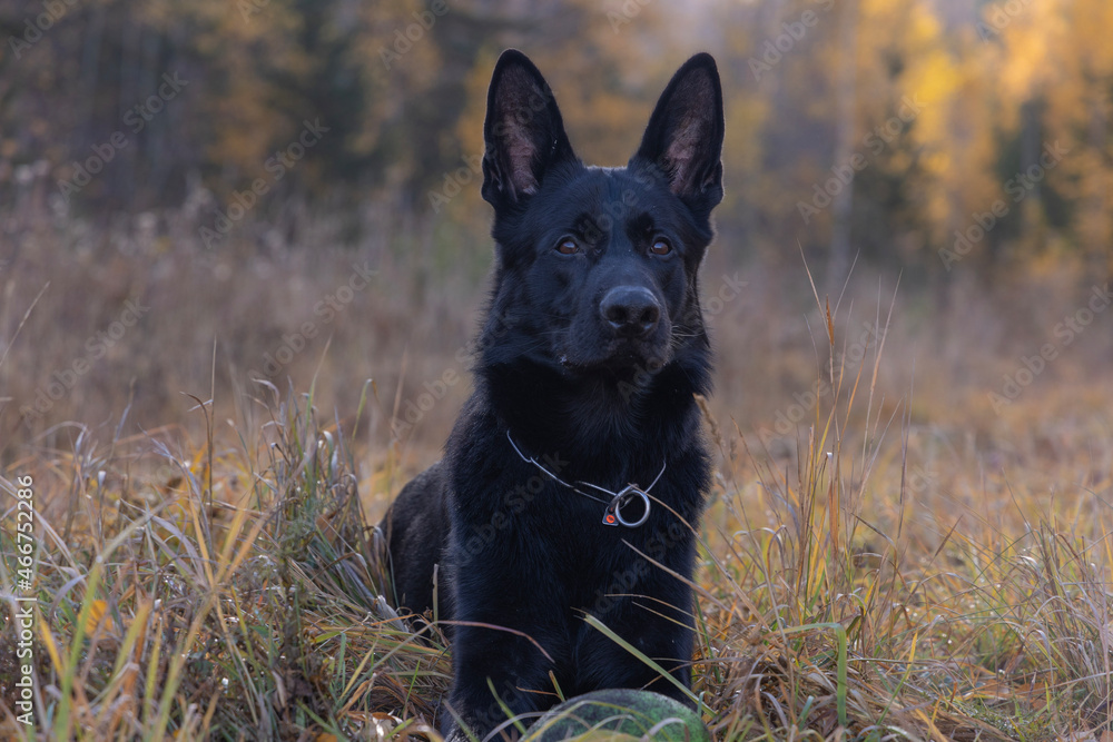 german shepherd dog german shepherd dog