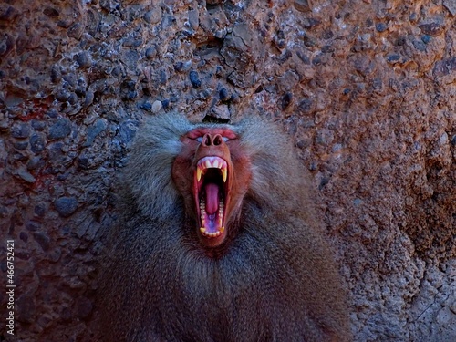 Fototapeta Mandril. Chile