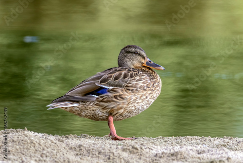A duck stands on a sandy shore