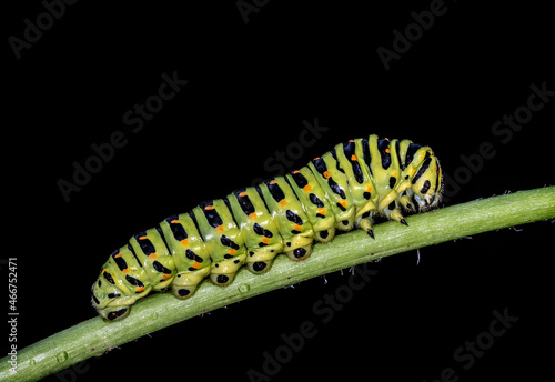 The swallowtail caterpillar crawls on a blade of grass