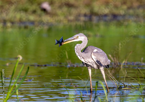 Fotografie Gray heron fishing in a pond