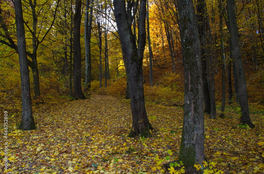 Obraz premium Autumn forest nature. Vivid morning in colorful forest with sun rays through branches of trees.
