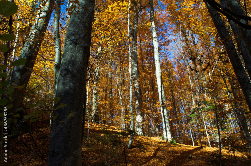 Fototapeta premium Autumn forest nature. Vivid morning in colorful forest with sun rays through branches of trees.