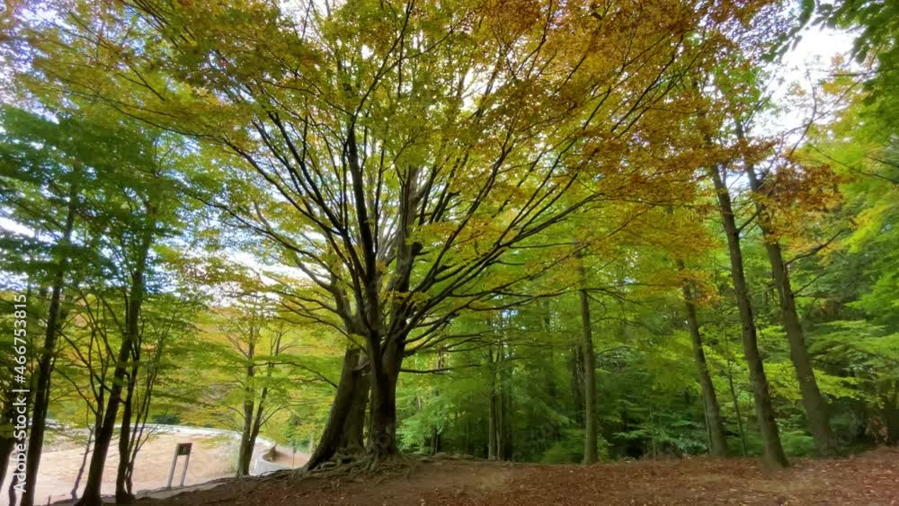 forest trees with green vegetation nature in the montseny barcelona