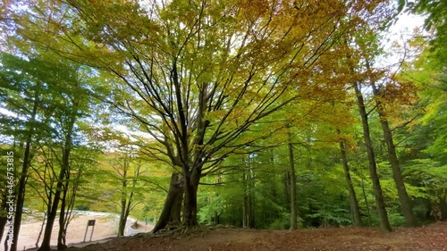 forest trees with green vegetation nature in the montseny barcelona