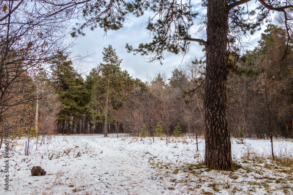 custom made wallpaper toronto digitalWinter landscape, trees of different colors and shades in a snow-covered forest against the cloud sky.