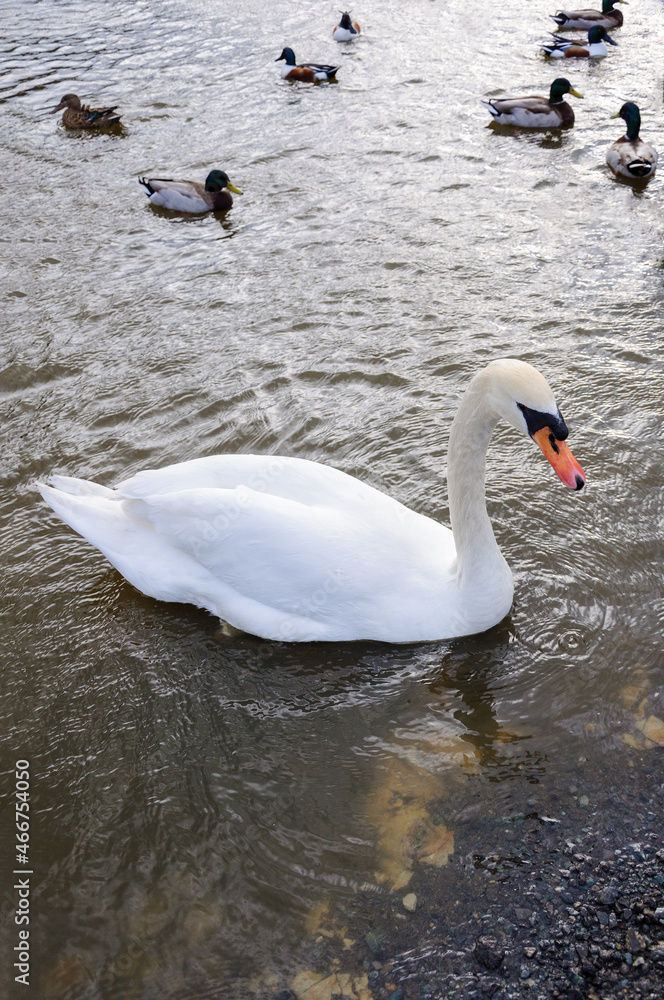 孤高の白鳥の歌 StockFoto Adobe Stock