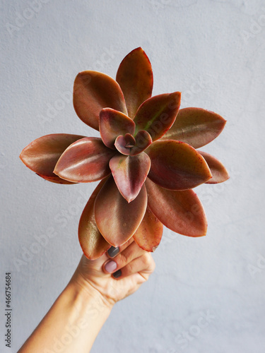 Suculenta