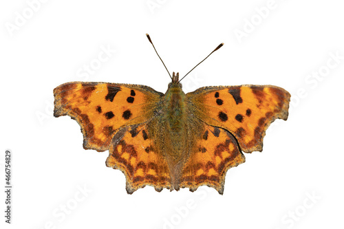 Comma butterfly (Polygonia c-album) isolated o white. photo