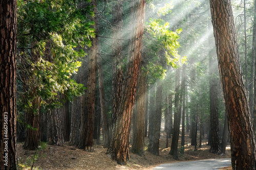 Sunlight though a ponderosa pine forest, Wawona. Early morning light in Yosemite National Park, California photo
