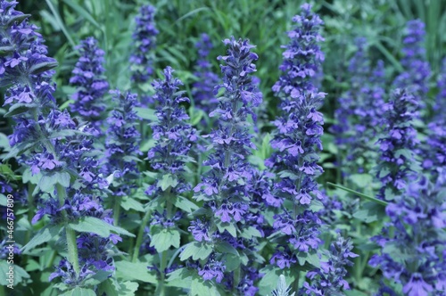 The blue Vivacious Geneva grows on a summer flower bed in the garden.