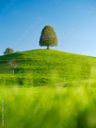Tree on top of the hill. Landscape before sunset. Fields and pastures for ani...