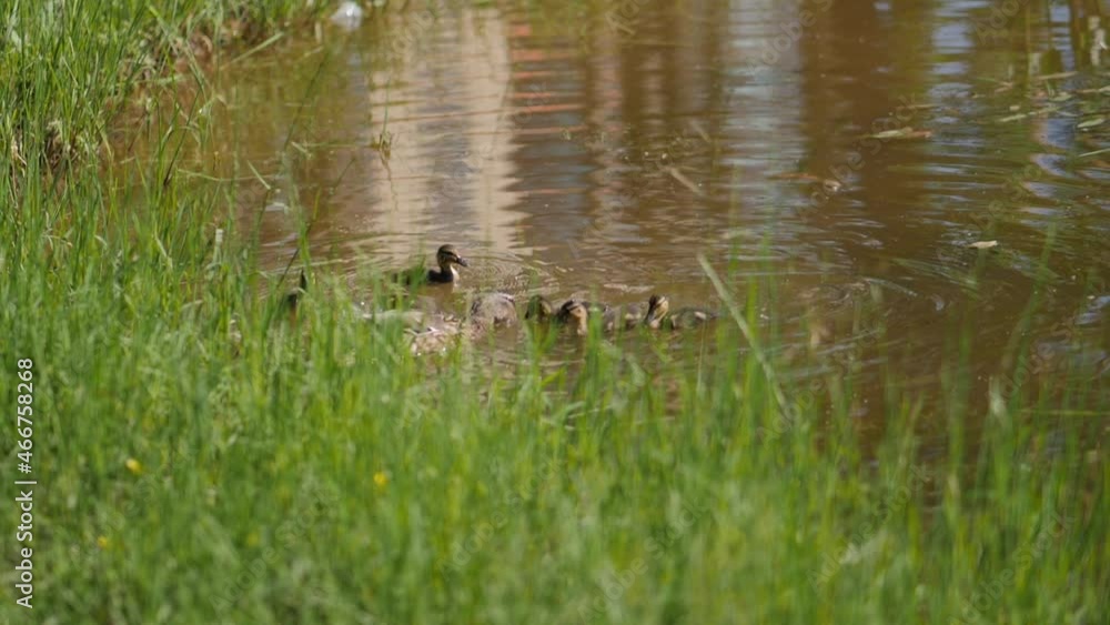 Female duck with ducklings swims in pond and looks for food on water surface. Female duck with ducklings swims in pond and looks for food on water surface.