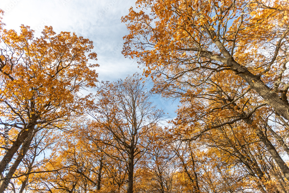 Branches with yellow leaves against a blue sky. Autumn background Branches with yellow leaves against a blue sky. Autumn background