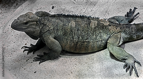 Corned iguana also known as Rhinoceros Iguana. Latin name - Cyclura cornuta