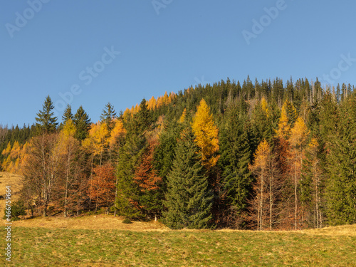 Sunny Autumn Forest Located in the Hills. Green and Yellow Trees. Autumn Landscape without People. Blue Cloudless Sky Behind Trees. Fall in the Monutains. Tatras, Poland.