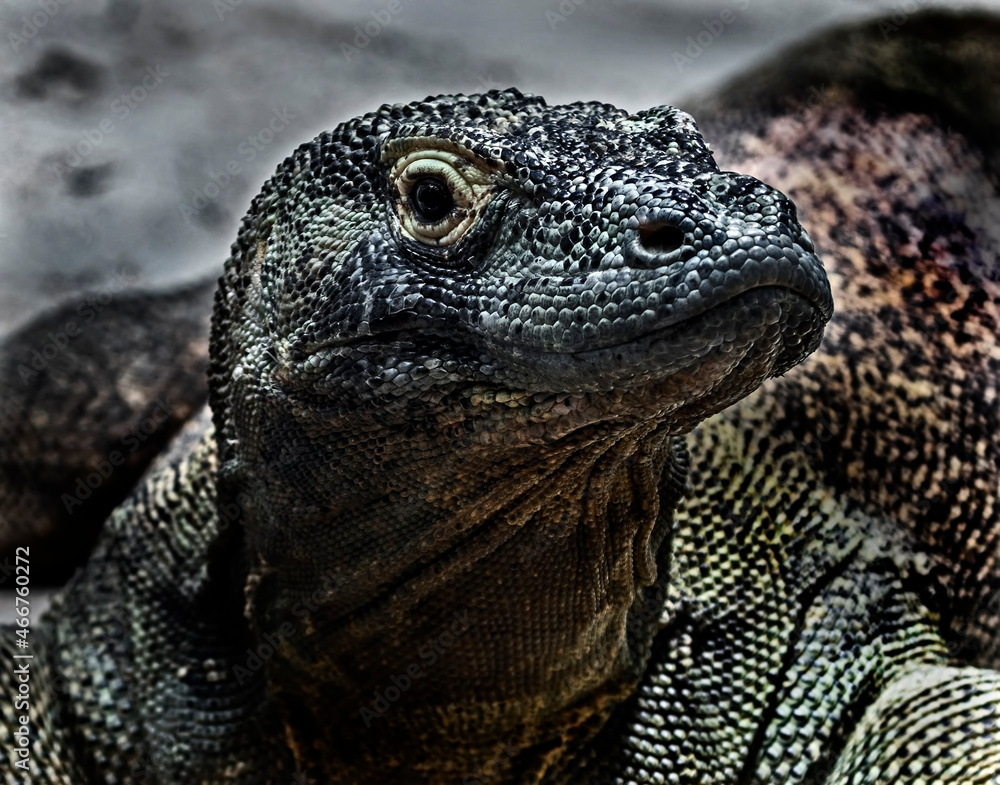 Komodo dragon. Latin name - Varanus komodoensis Stock Photo | Adobe Stock