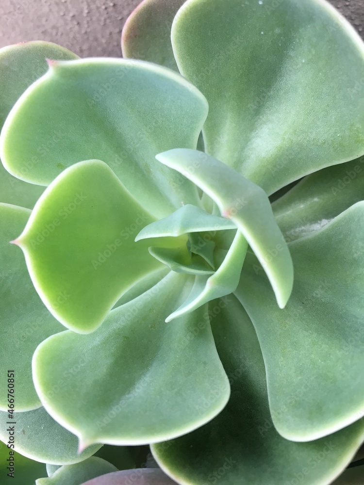 Graptopetalum paraguayense