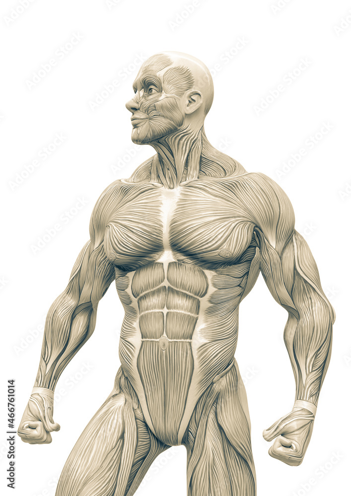 muscleman anatomy heroic body looking right in white background muscleman anatomy heroic body looking right in white background