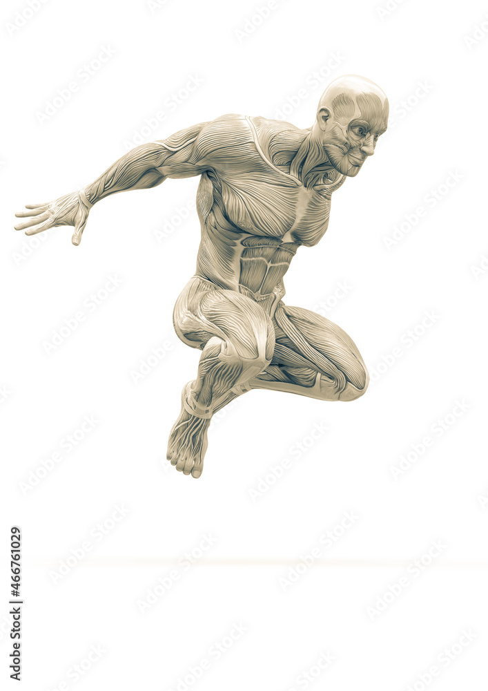 muscleman anatomy heroic body parkour jump in white background muscleman anatomy heroic body parkour jump in white background
