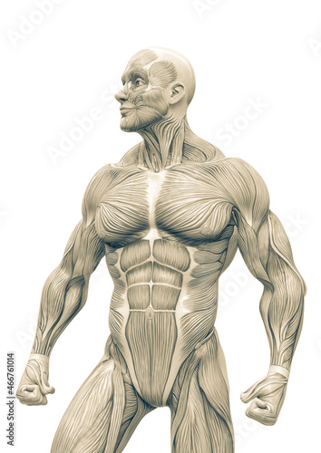 muscleman anatomy heroic body looking right in white background