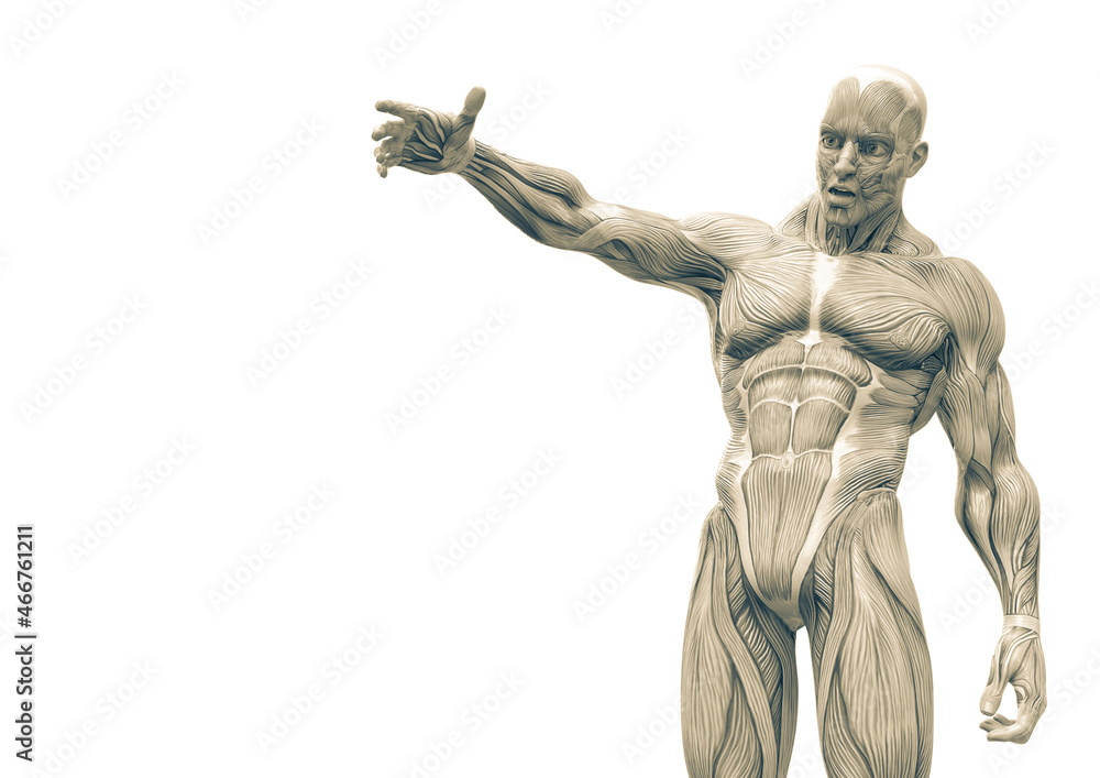 muscleman anatomy heroic body talking in white background with copy space