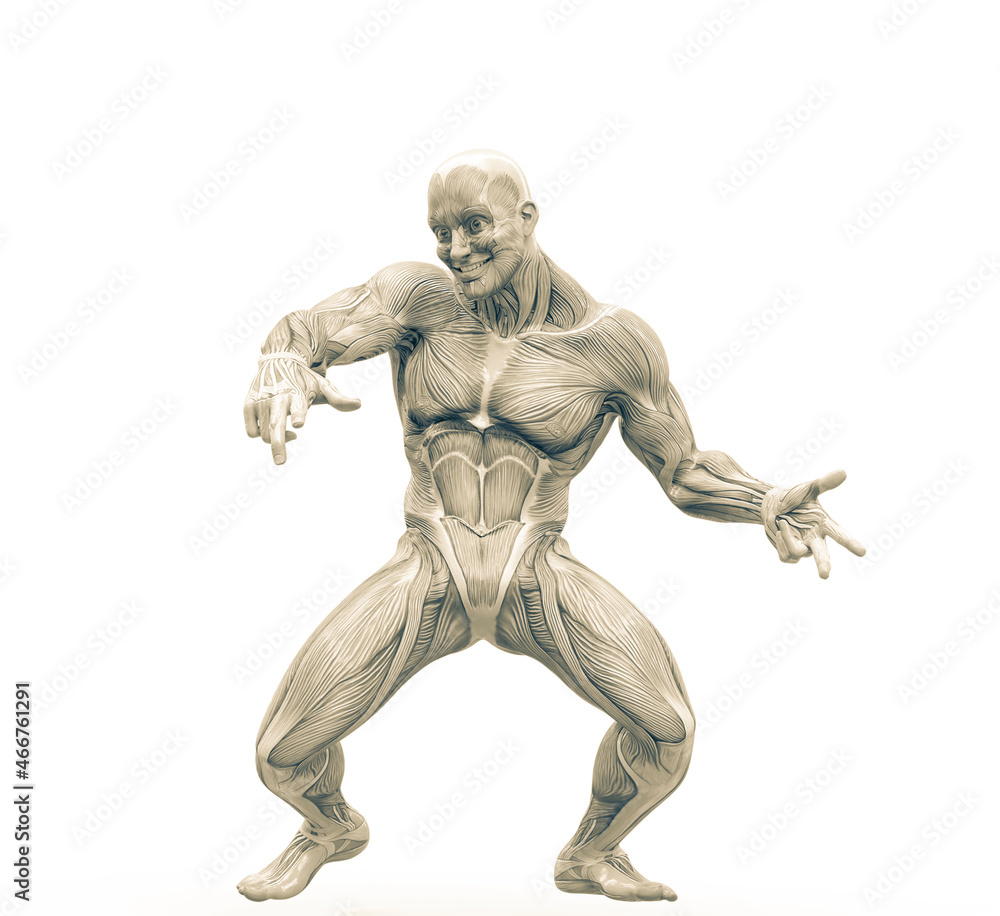 muscleman anatomy heroic body dancing in white background frontal muscleman anatomy heroic body dancing in white background frontal