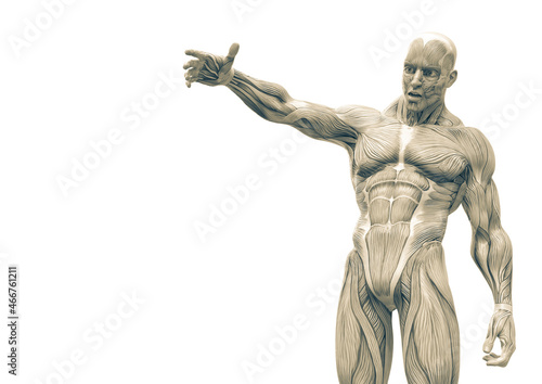muscleman anatomy heroic body talking in white background with copy space