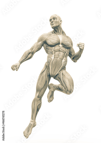 muscleman anatomy with a heroic body is floating in white background © DM7