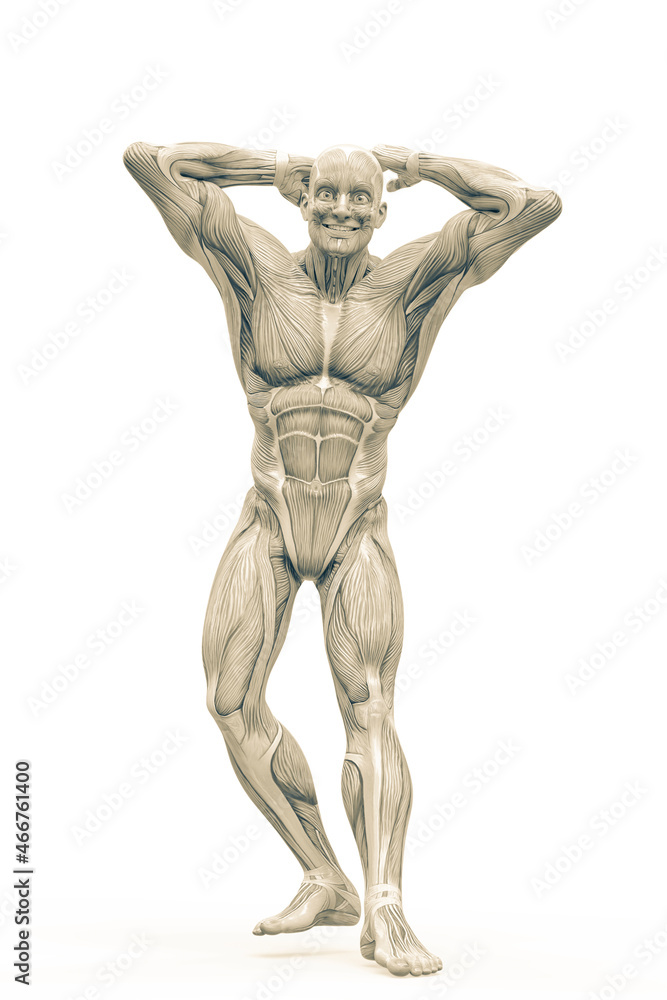 muscleman anatomy heroic body doing a bodybuilder pose ten in white background