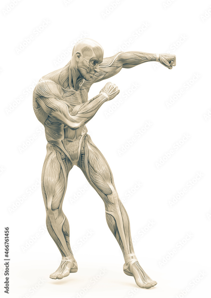 muscleman anatomy heroic body doing a dodge fight pose one in white background muscleman anatomy heroic body doing a dodge fight pose one in white background