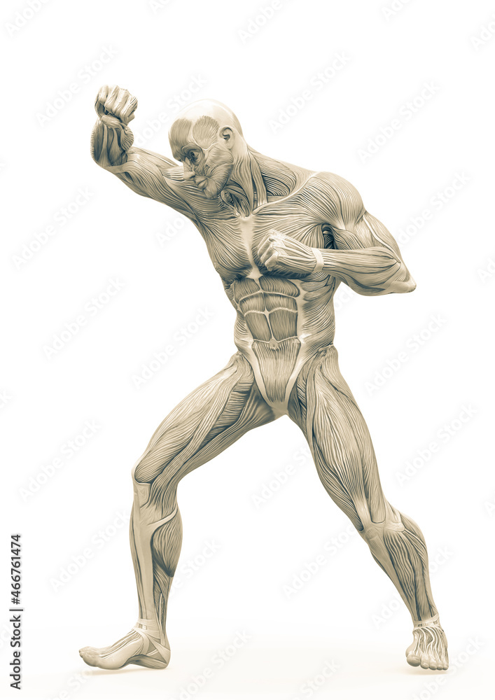 muscleman anatomy heroic body doing a fight pose in white background muscleman anatomy heroic body doing a fight pose in white background