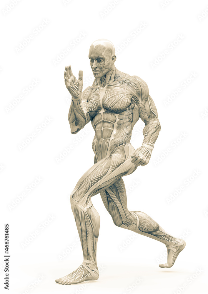 muscleman anatomy heroic body doing a fight pose one in white background