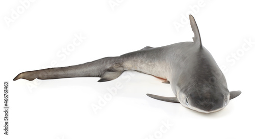 Grey Nurse Shark isolated on white background.